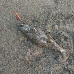 サクラマス