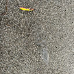 シタビラメ
