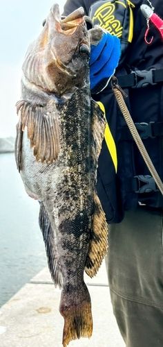 アブラコの釣果