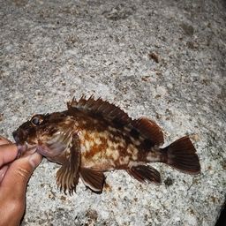 カサゴ