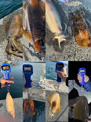 アオリイカの釣果