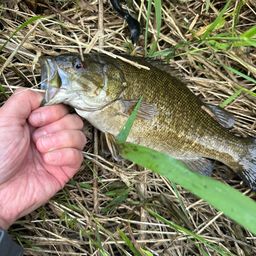 スモールマウスバス