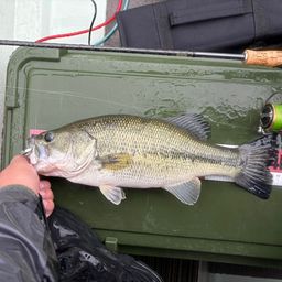 ラージマウスバス