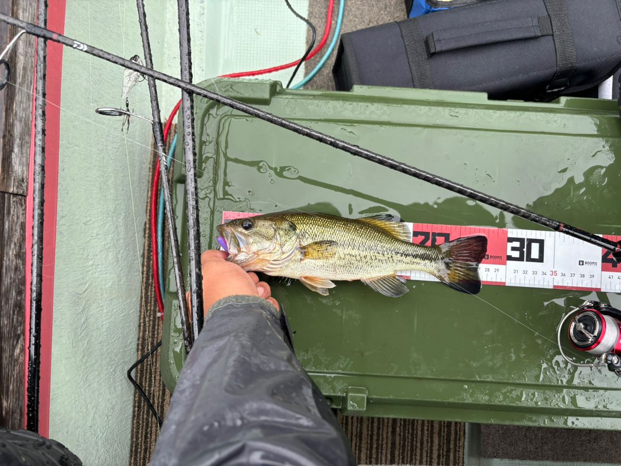 ラージマウスバス