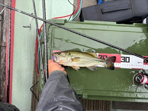ラージマウスバスの釣果