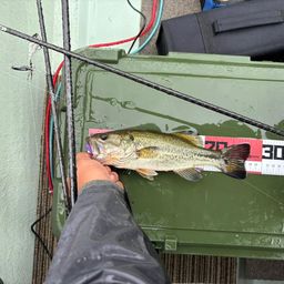 ラージマウスバス