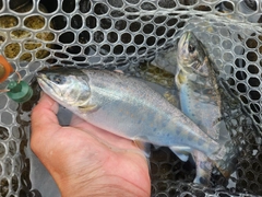 アマゴの釣果