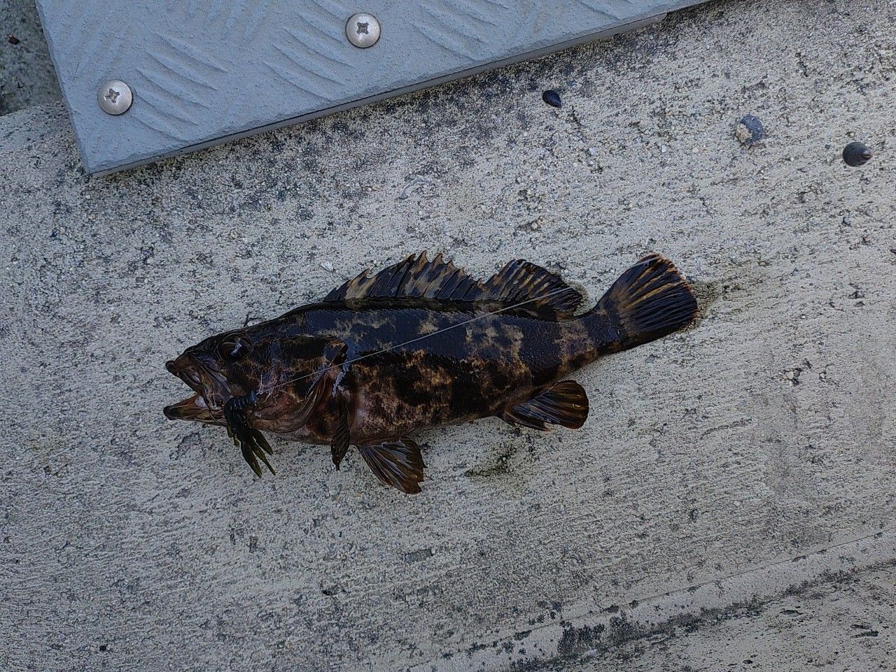 タケノコメバル