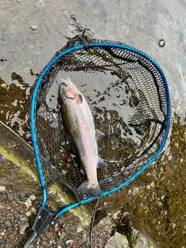 ニジマスの釣果