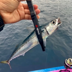 サバの釣果