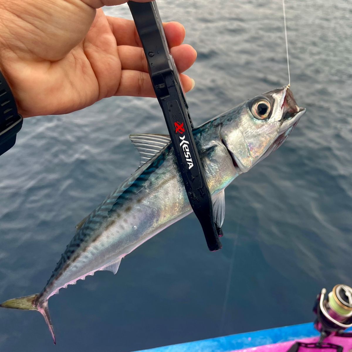 アッシー（H.ashihara）さんの釣果 1枚目の画像