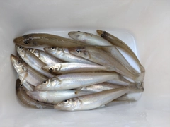 キスの釣果