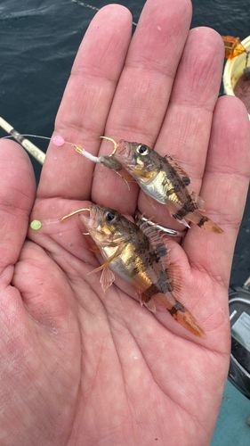 釣果