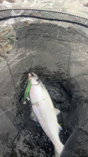サクラマスの釣果