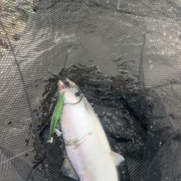 サクラマス