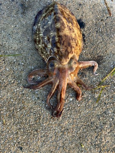 コウイカの釣果