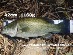 ブラックバスの釣果
