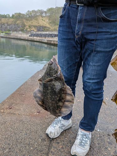 カレイの釣果