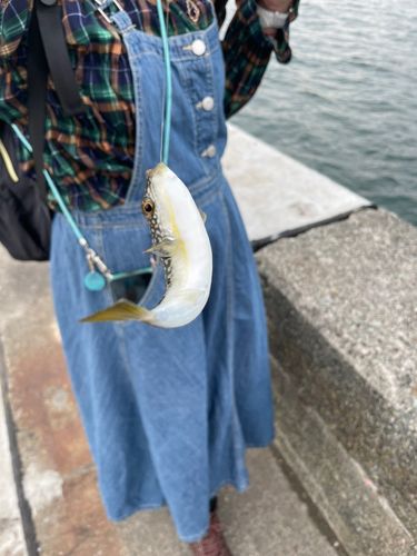 クサフグの釣果