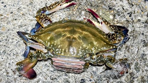 ガザミの釣果