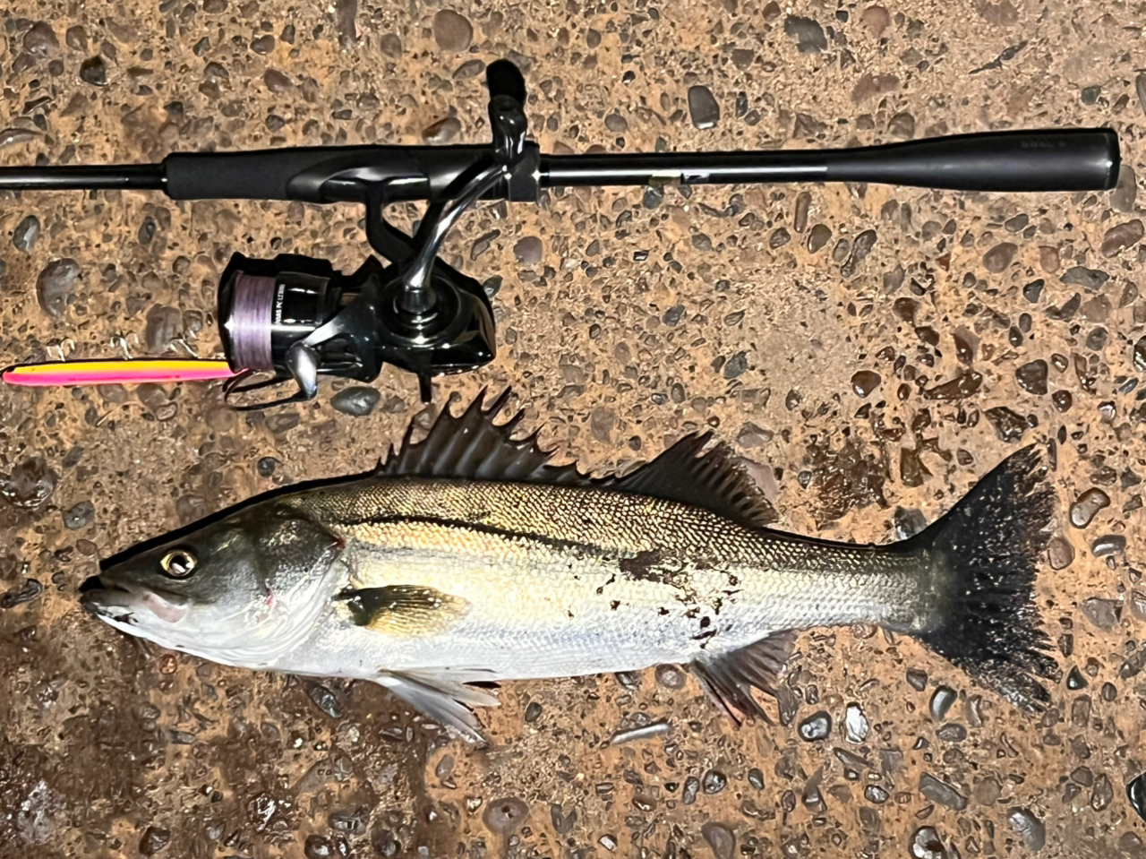 Shimano 23 Dialuna S86L – JDM TACKLE HEAVEN
