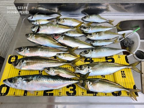 マアジの釣果