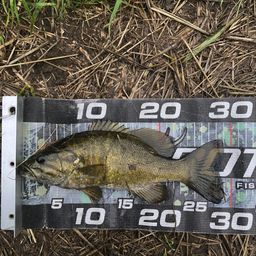 スモールマウスバス