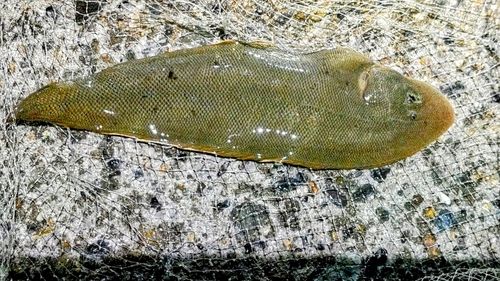 シタビラメの釣果
