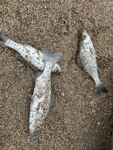 セイゴ（ヒラスズキ）の釣果