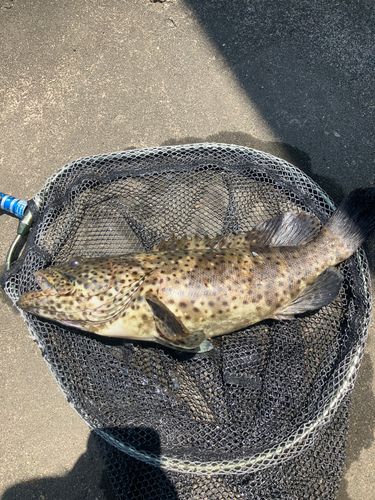 ヤイトハタの釣果