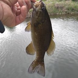 スモールマウスバス