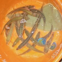 アジ