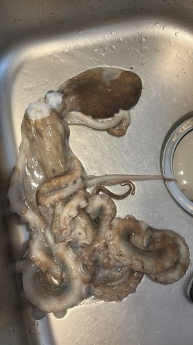 タコの釣果