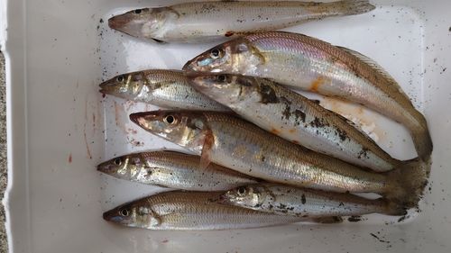 シロギスの釣果