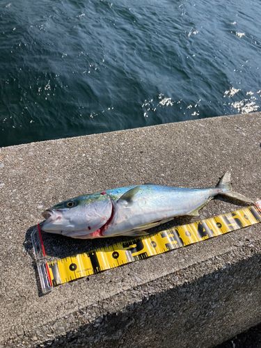 ヤズの釣果