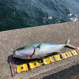 ヤズ