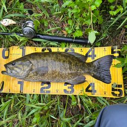 スモールマウスバス