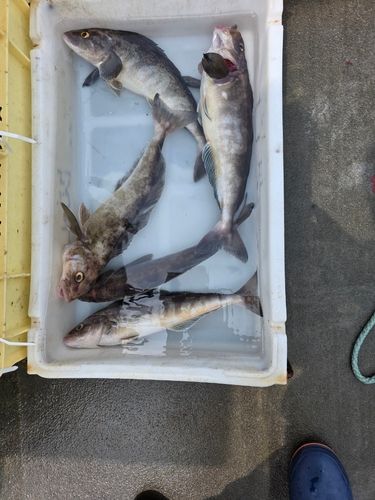 ソイの釣果