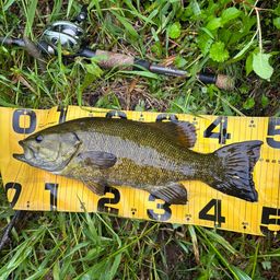 スモールマウスバス