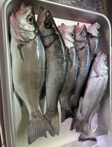 セイゴ（ヒラスズキ）の釣果