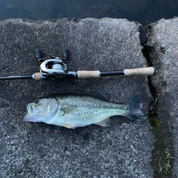 ラージマウスバス