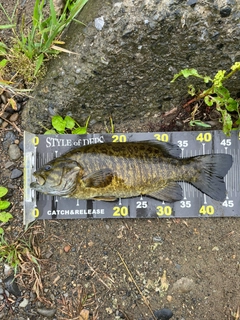 スモールマウスバスの釣果
