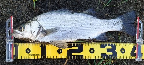 ヒラスズキの釣果