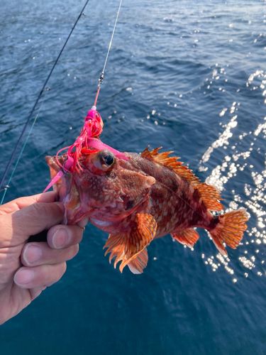ウッカリカサゴの釣果