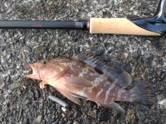 キジハタの釣果