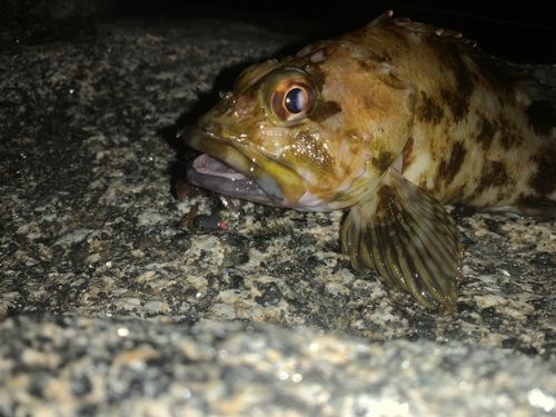 カサゴの釣果