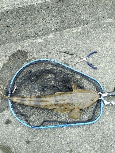 マゴチの釣果