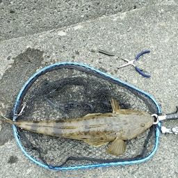 マゴチ