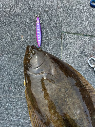 ヒラメの釣果