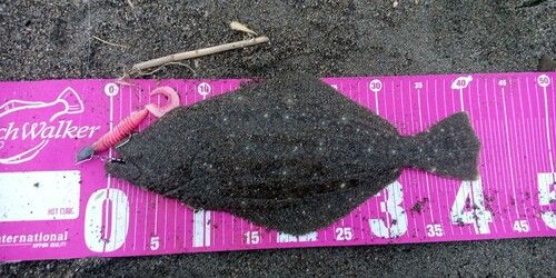 ヒラメの釣果